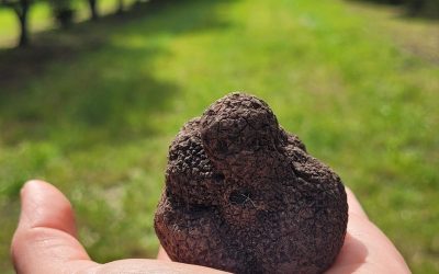 Trufas “La Esperanza”