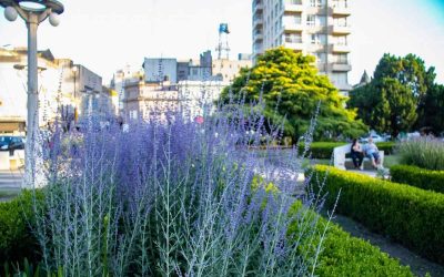 El Club de la Lavanda